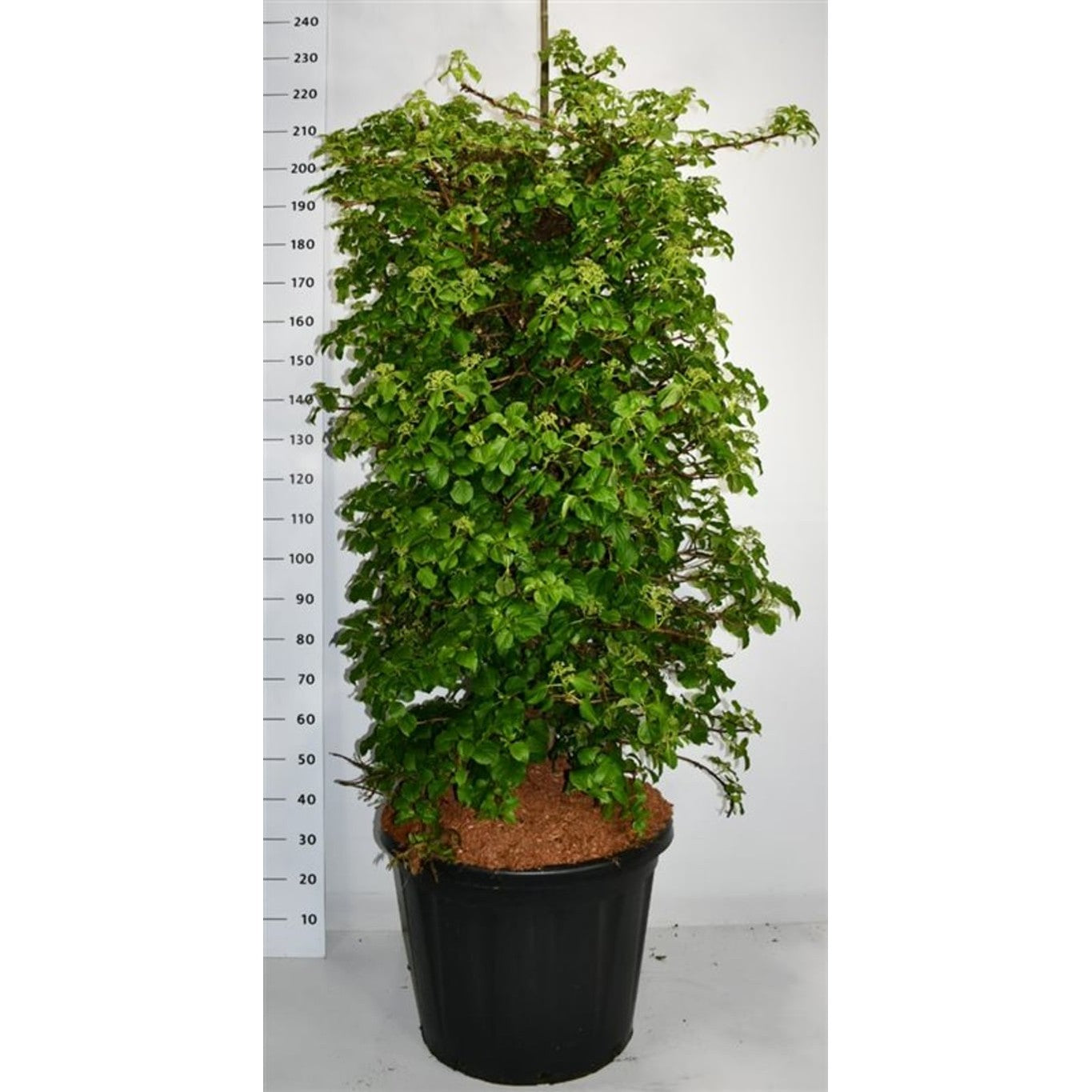 Klätterhortensia – Hydrangea petiolaris - C110 150-175 cm. Sol